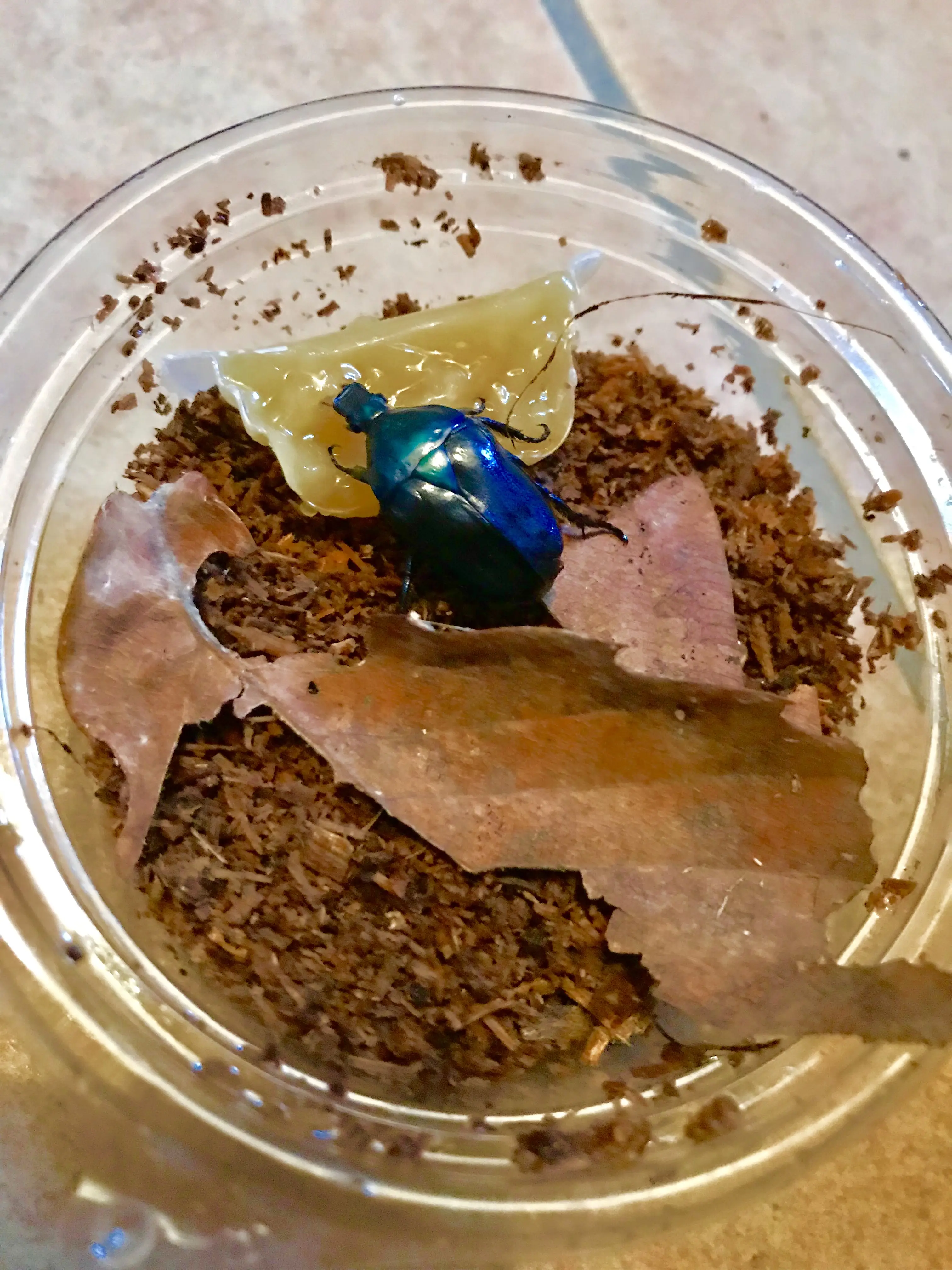 栃木県で採集した青色のカナブンの写真