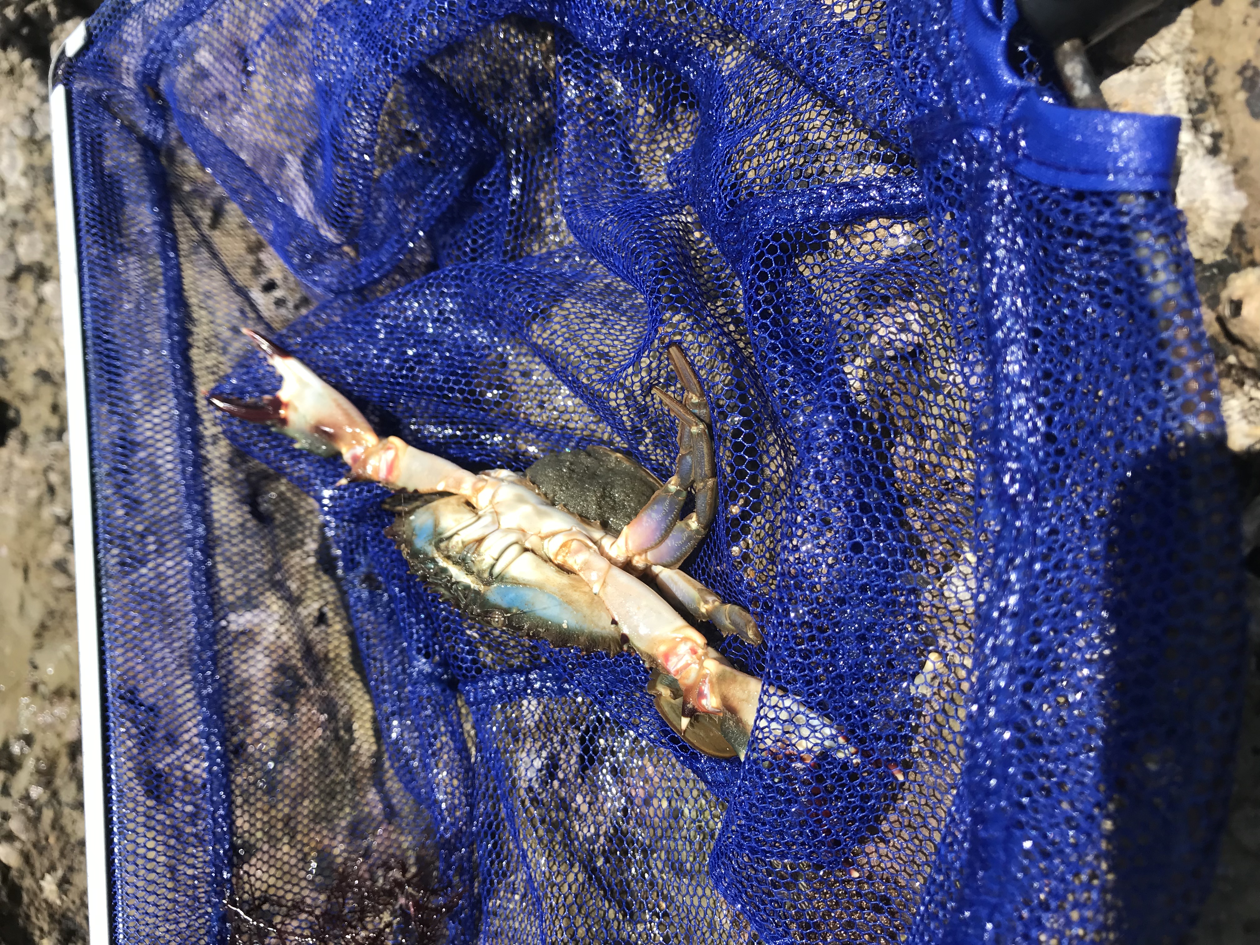 逗子海岸で採集した卵を抱えたイシガニ