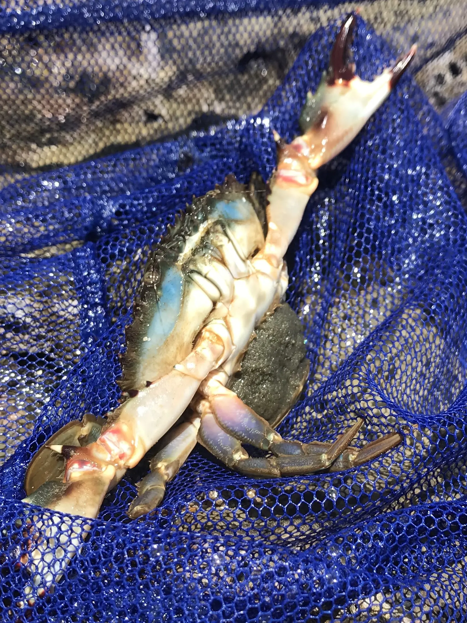 逗子海岸で採集した卵を抱えたイシガニ