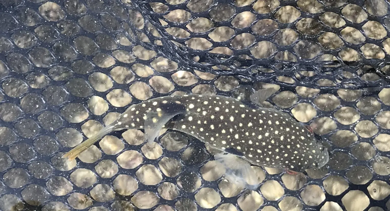 逗子海岸で見つけたクサフグ