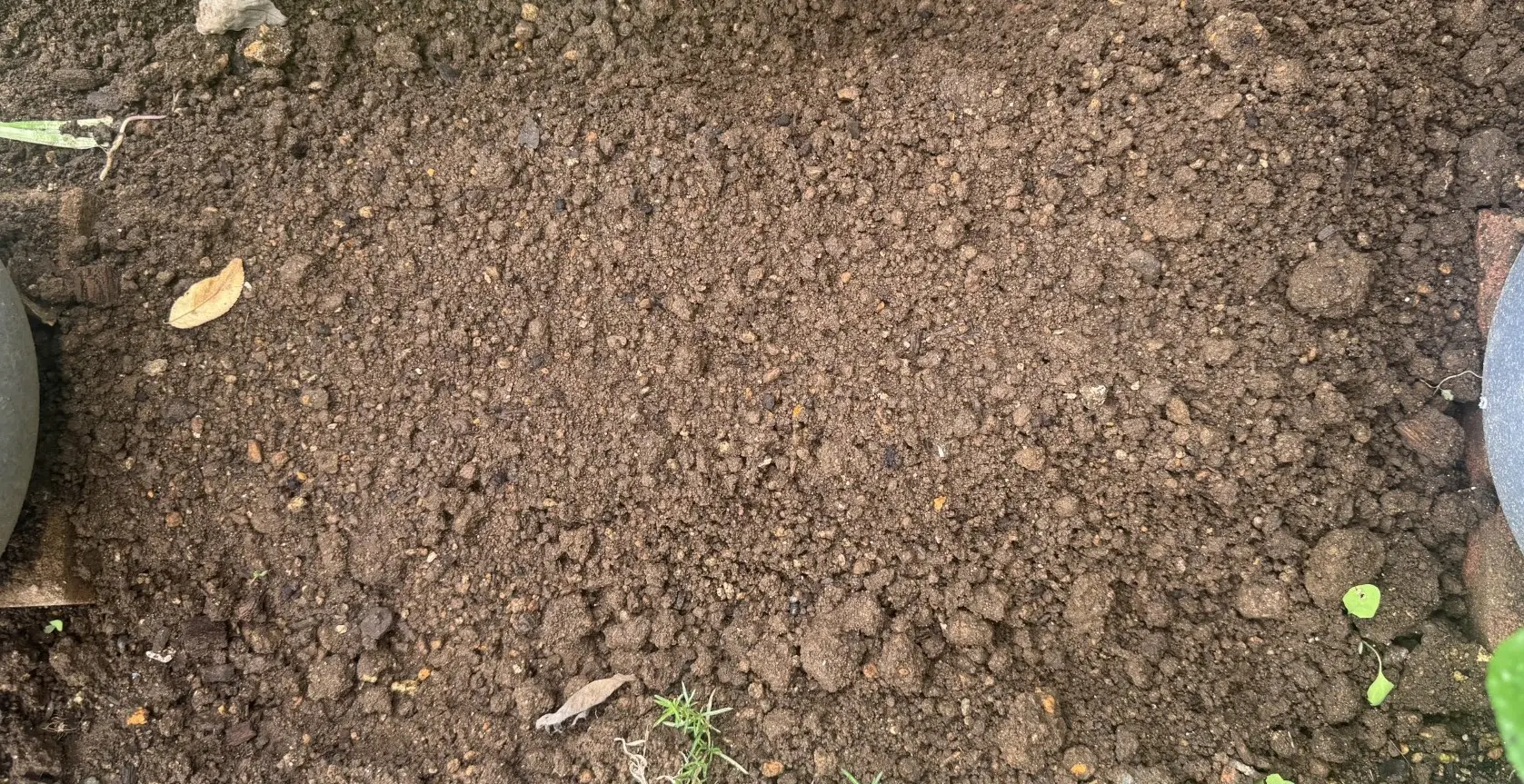 コカブをまいた畝