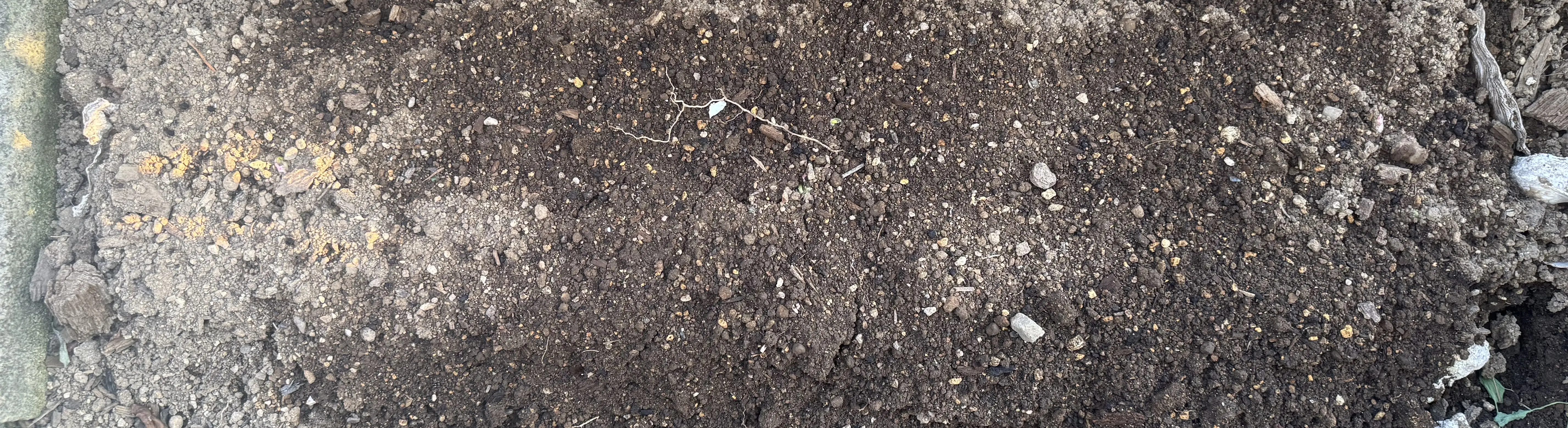 つるなしインゲンをまいた畝