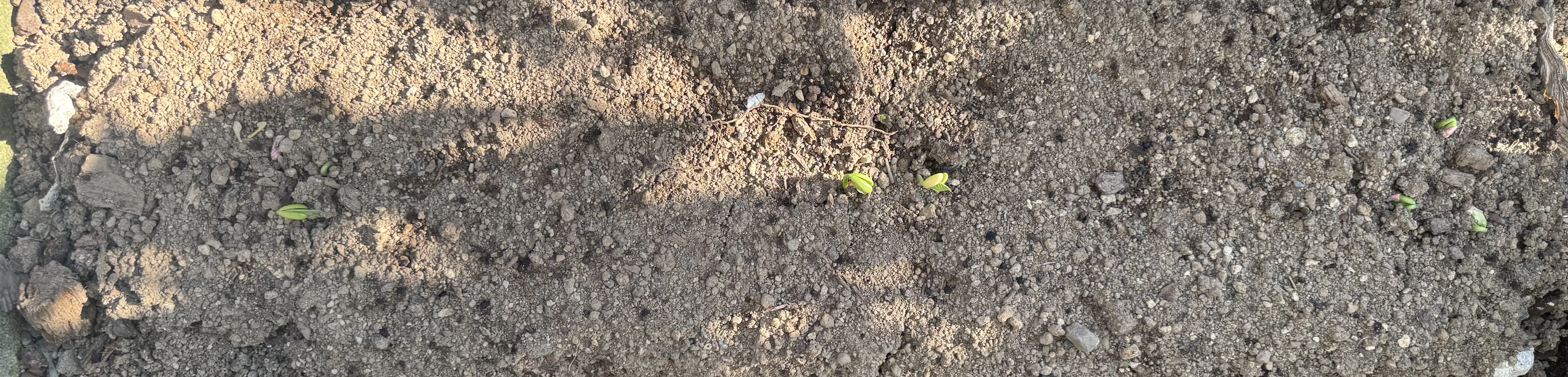 つるなしインゲン発芽