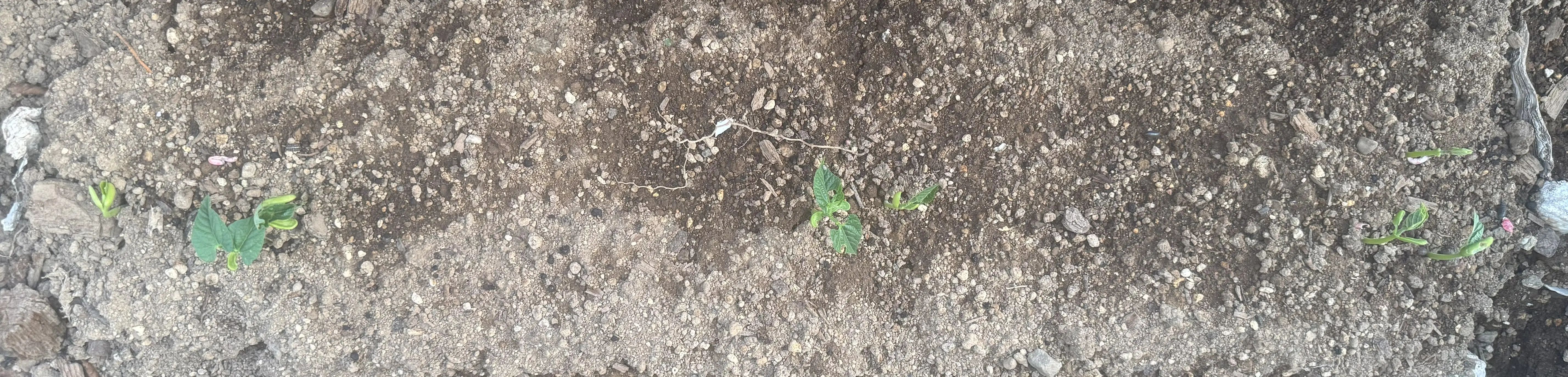 つるなしインゲン