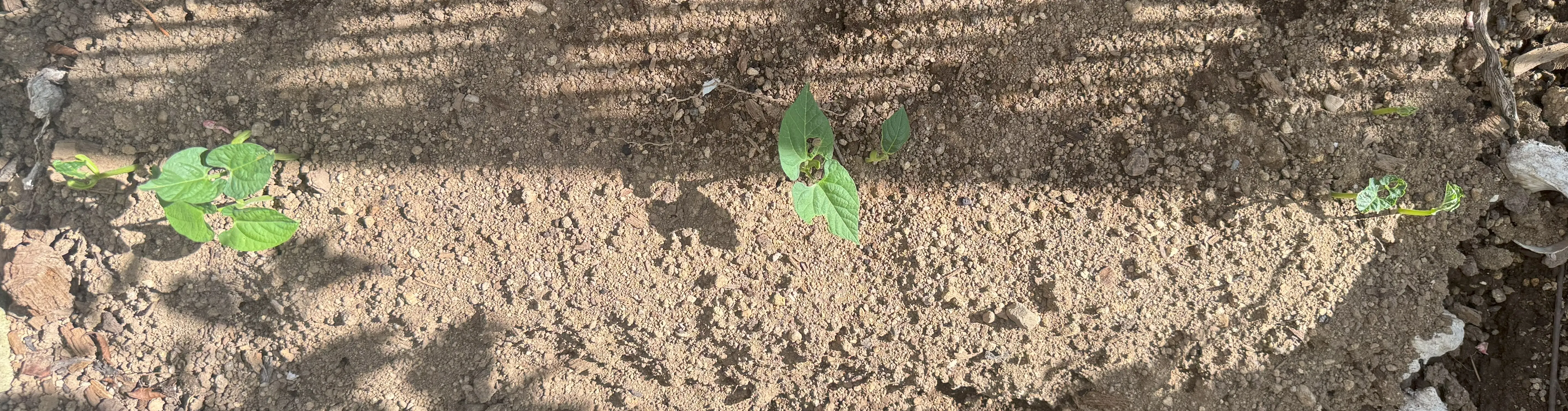 つるなしインゲン