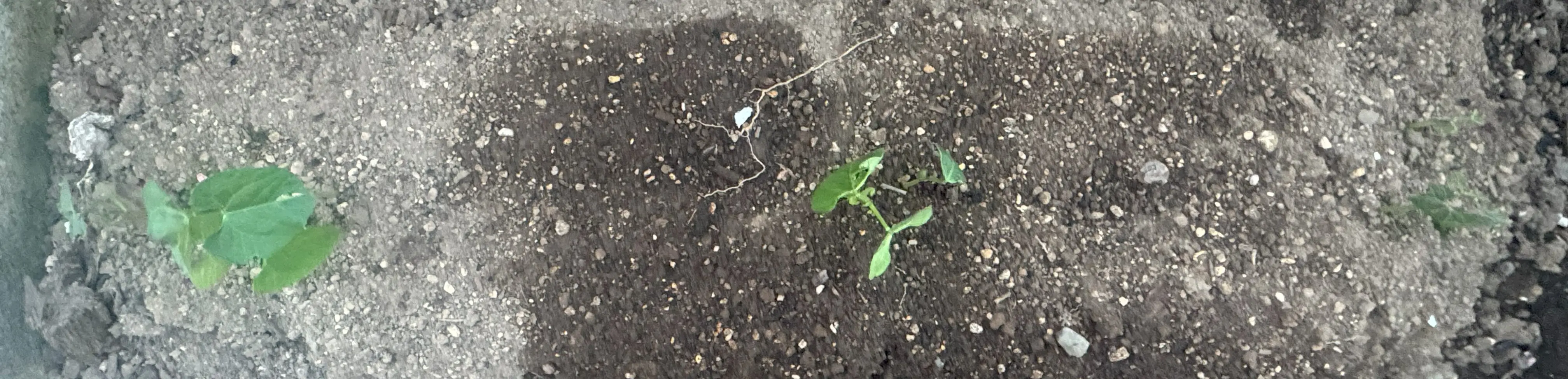 つるなしインゲン