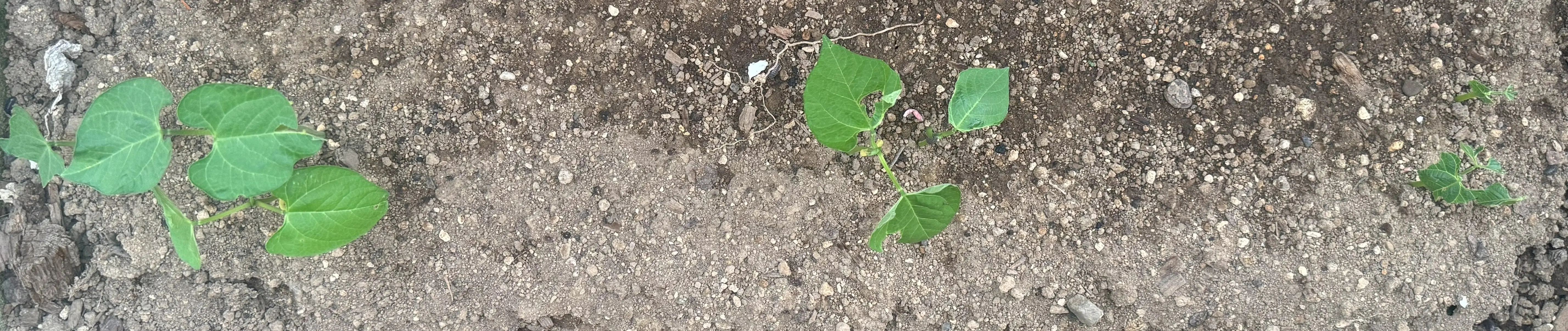 つるなしインゲン