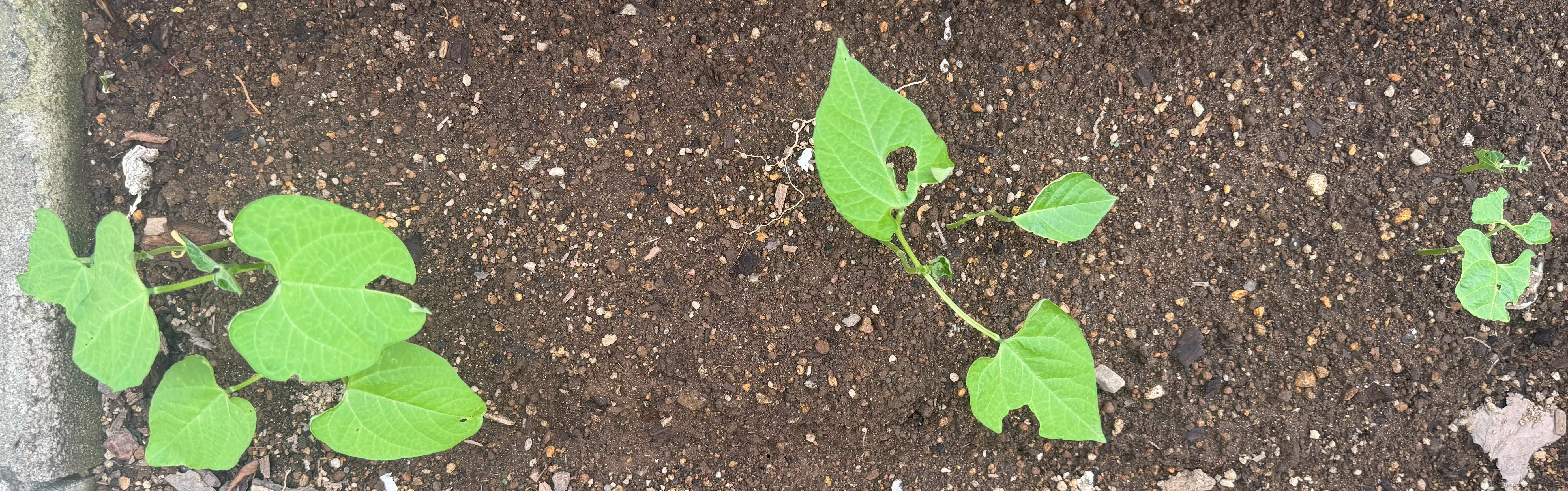 つるなしインゲン