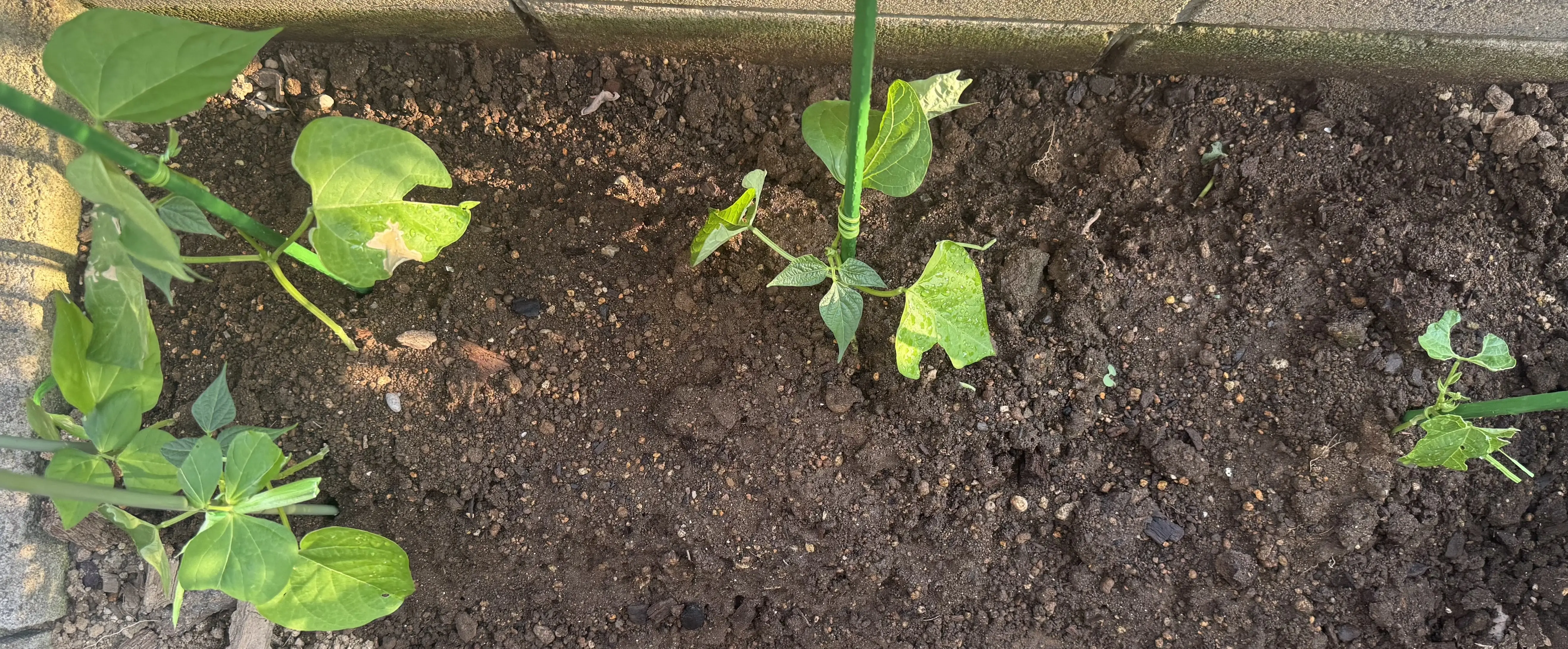 つるなしインゲンに支柱設置