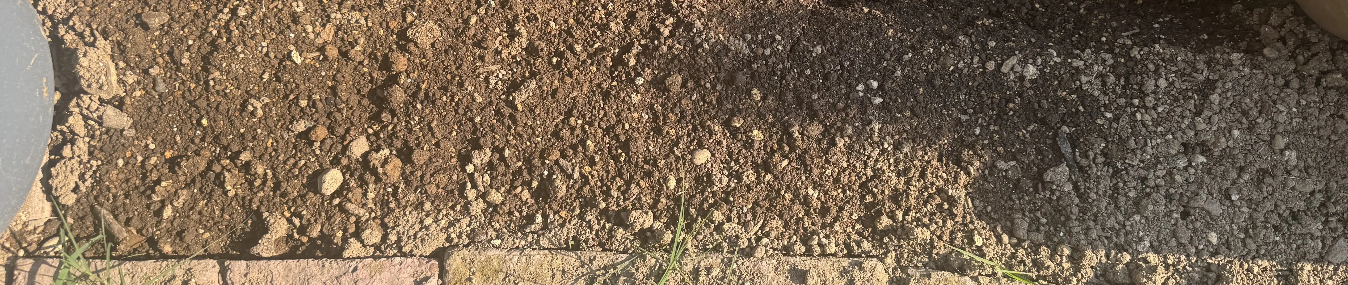 グリーンケールをまいた畝