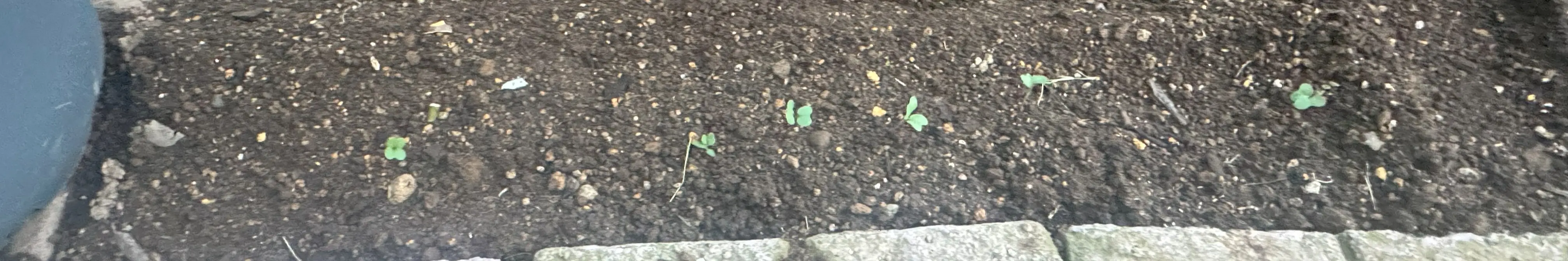 グリーンケール