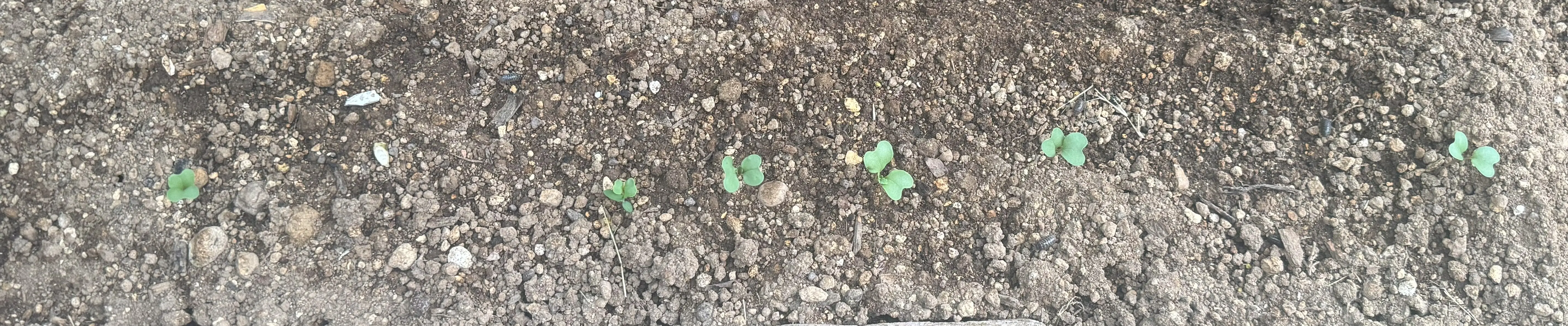 グリーンケール