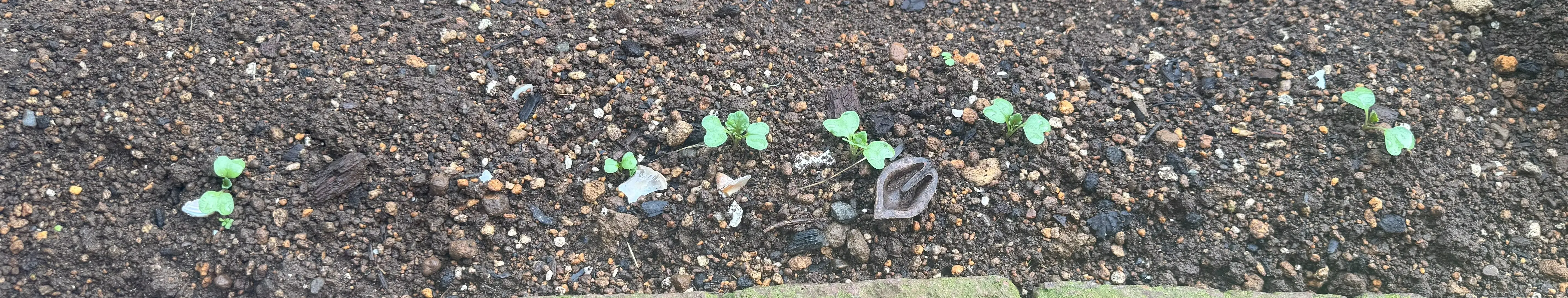 グリーンケール