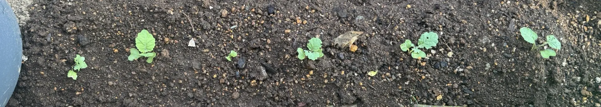 グリーンケール