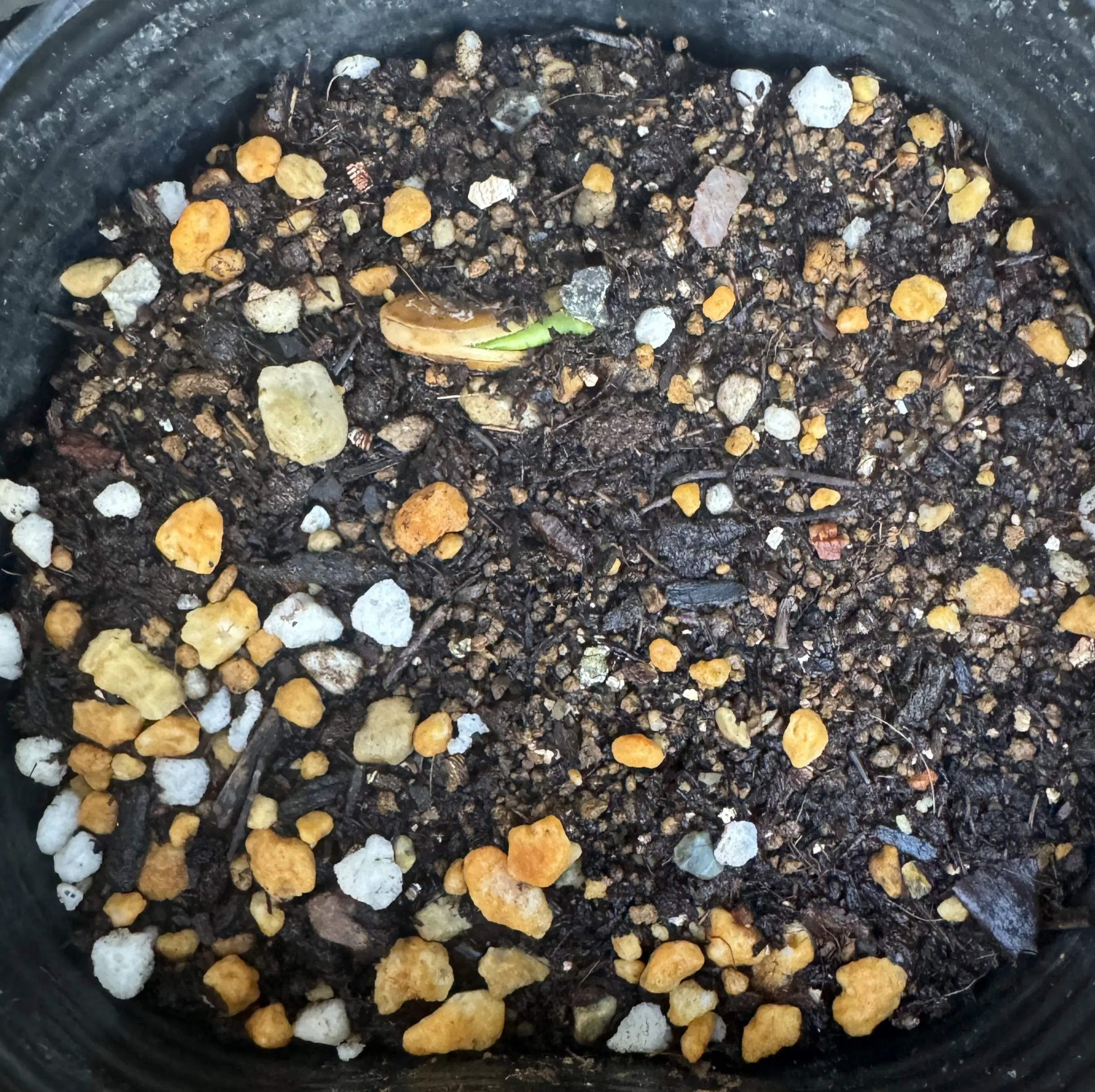 カボチャの発芽