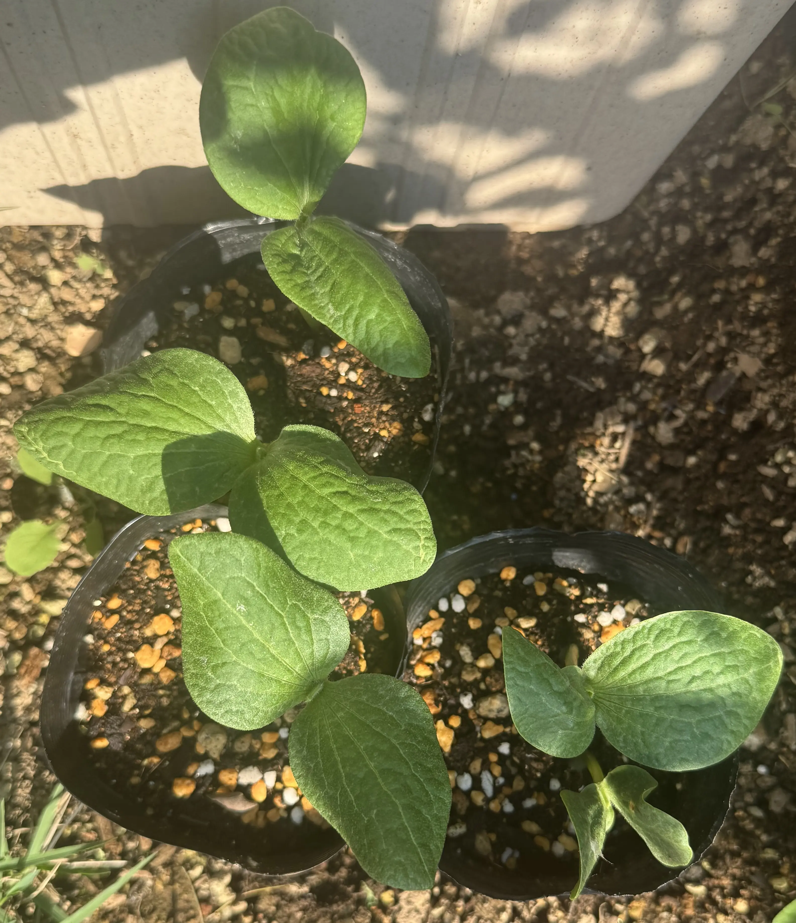 カボチャの発芽