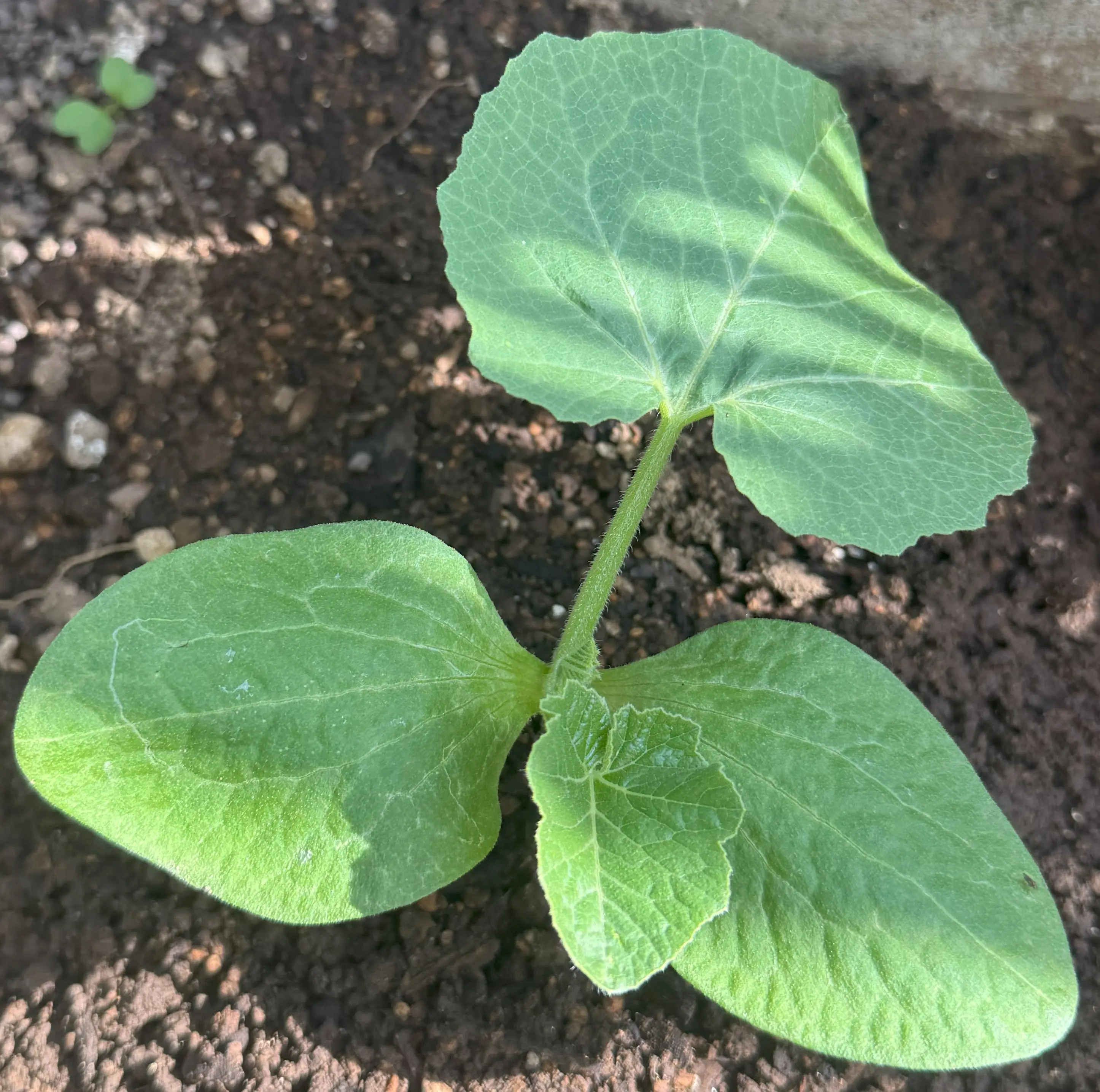 カボチャの植付け