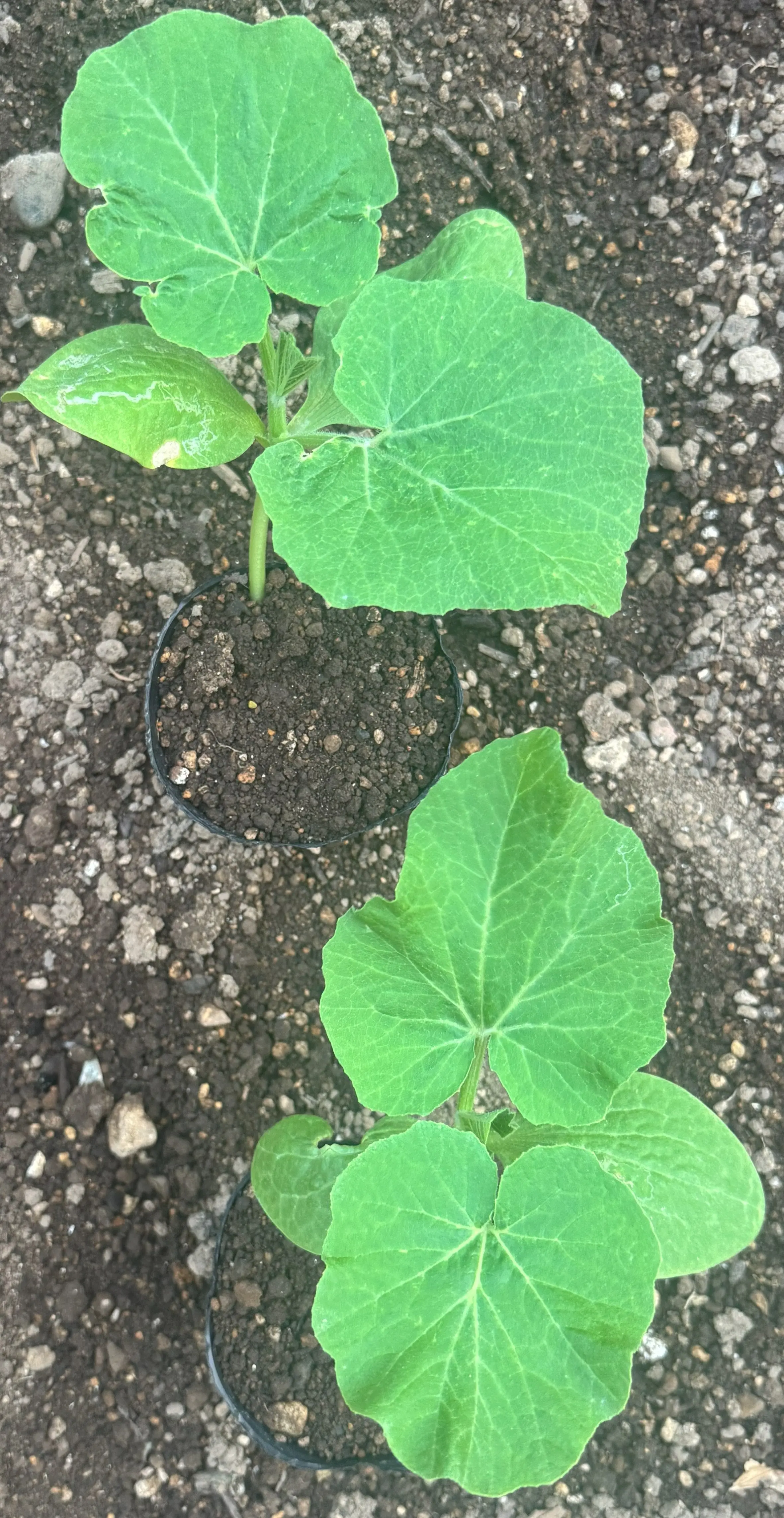 カボチャの余剰苗