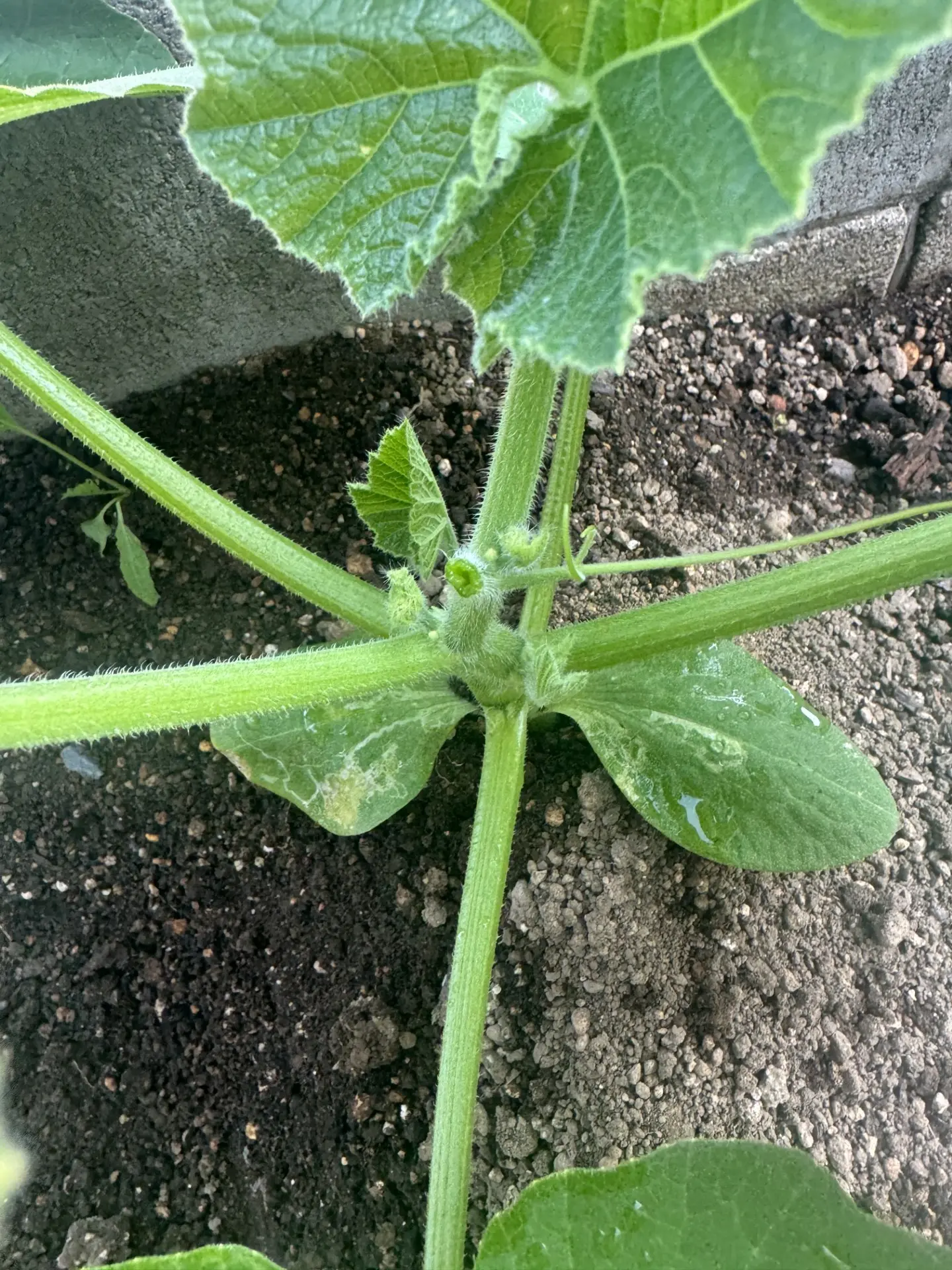 カボチャの親蔓を切った