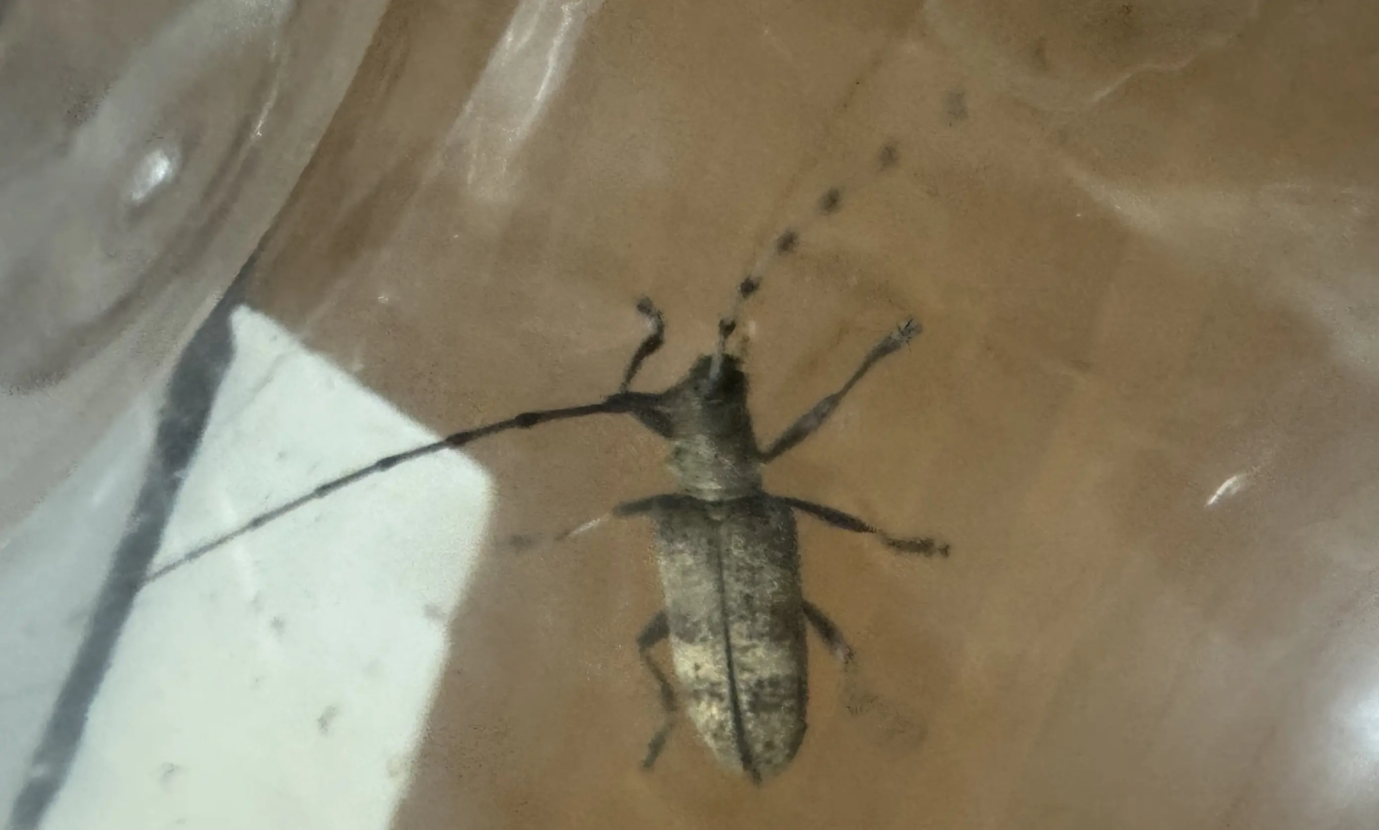 センノカミキリ捕獲