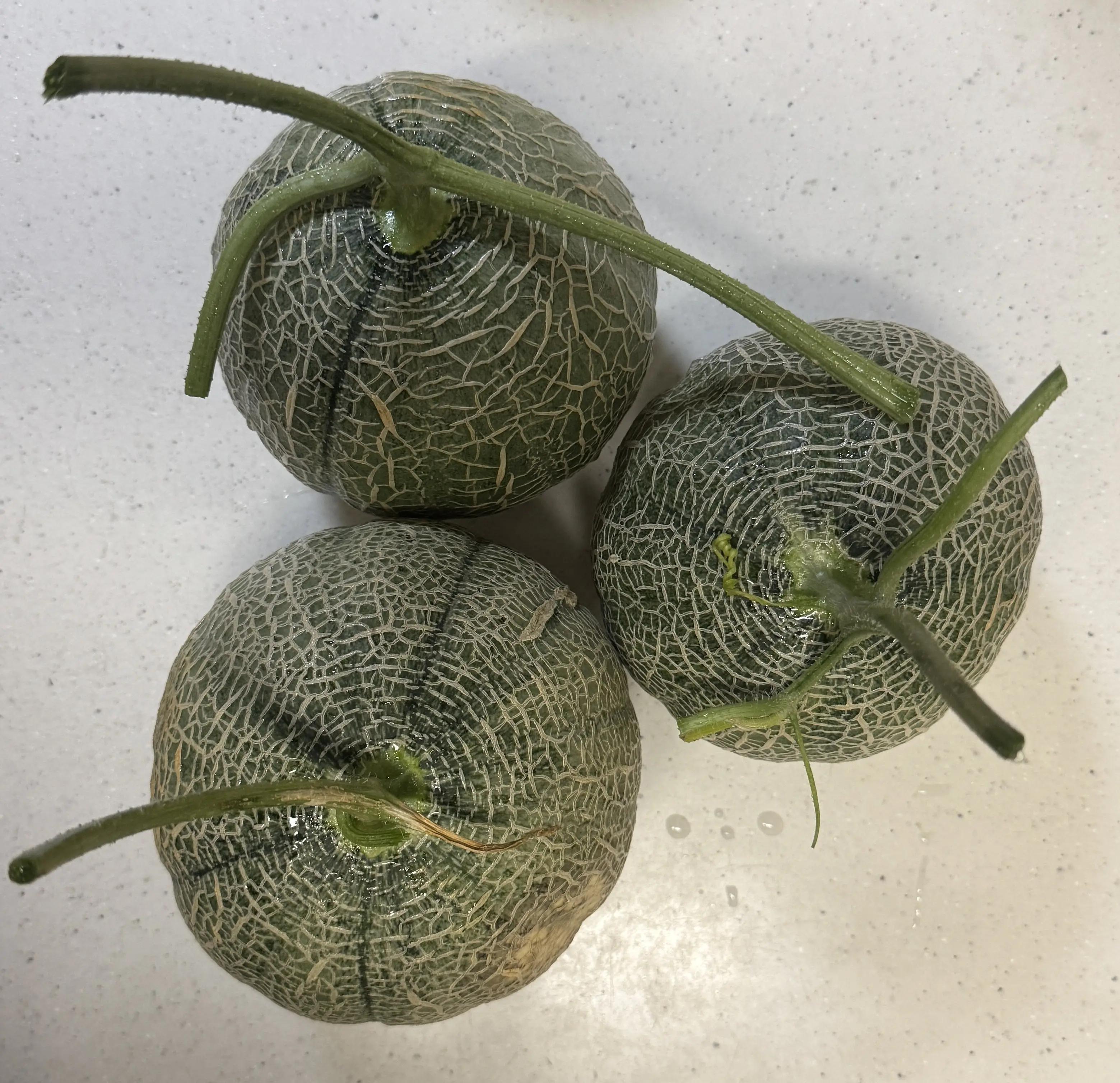 収穫したメロン３つ