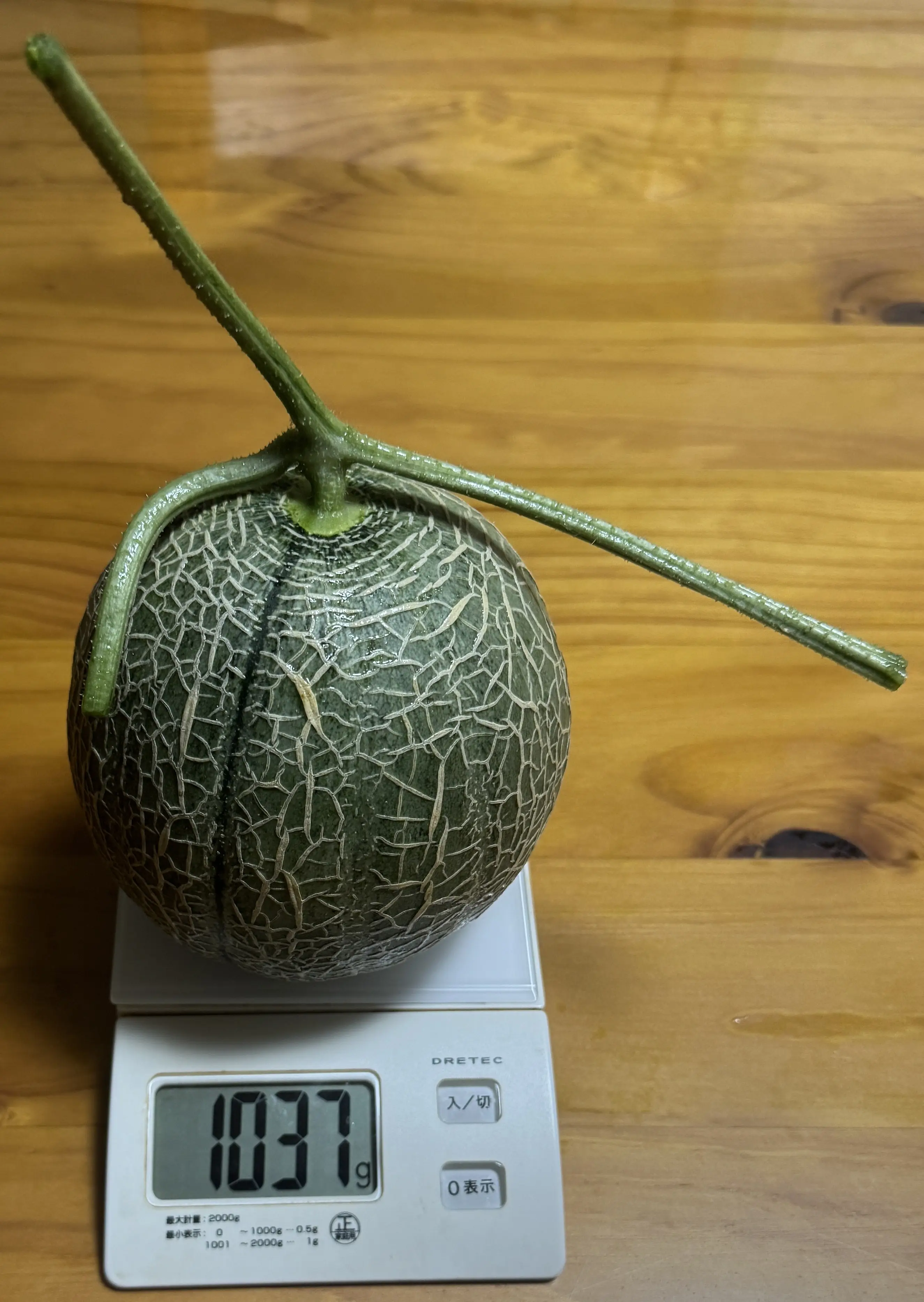 収穫したメロン2